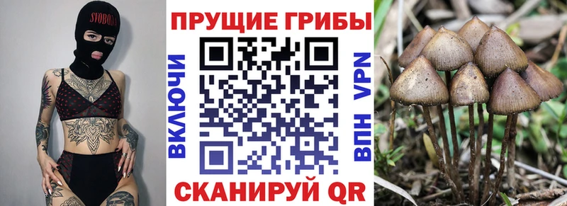 Псилоцибиновые грибы прущие грибы  купить   Южно-Сухокумск 
